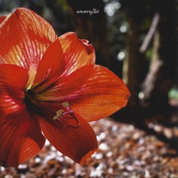 Обкладинка: Amaryllis